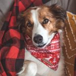 Ugly Sweater Bandana - Image 2