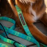 Wilderdog x Stio Ultralight Leash - Image 2