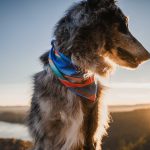 Vaquero Bandana - Image 3