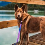 Aurora Waterproof Leash - Image 5