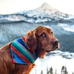 Vaquero Bandana - Image 4