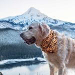 Yeehaw Bandana - Image 2