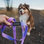 Aurora Waterproof Leash - Image 3