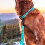 Wilderdog x Stio Ultralight Leash - Image 4