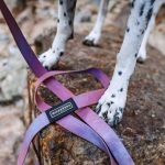 Aurora Waterproof Leash - Image 4