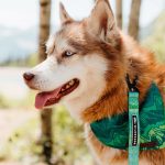 Wilderdog x Stio Ultralight Leash - Image 7