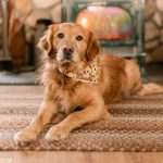 Yeehaw Bandana - Image 3